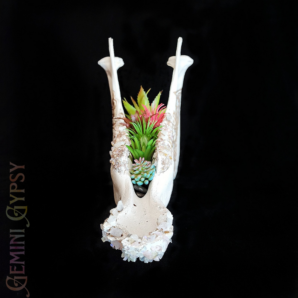 Thumbnail: Donkey Mandible Planter