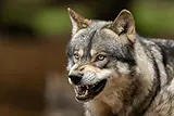 Angry wolf.webp