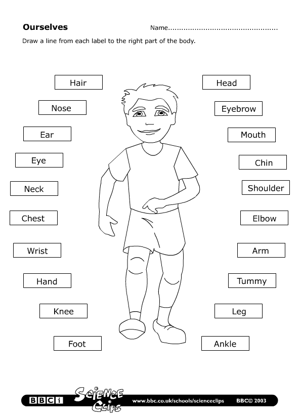 A1-A2 ESL For Kids - Human Body - 1 - Vo
