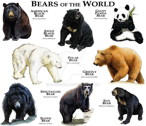 bear types nov 19 2019.jpg