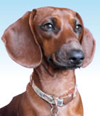 Frankie