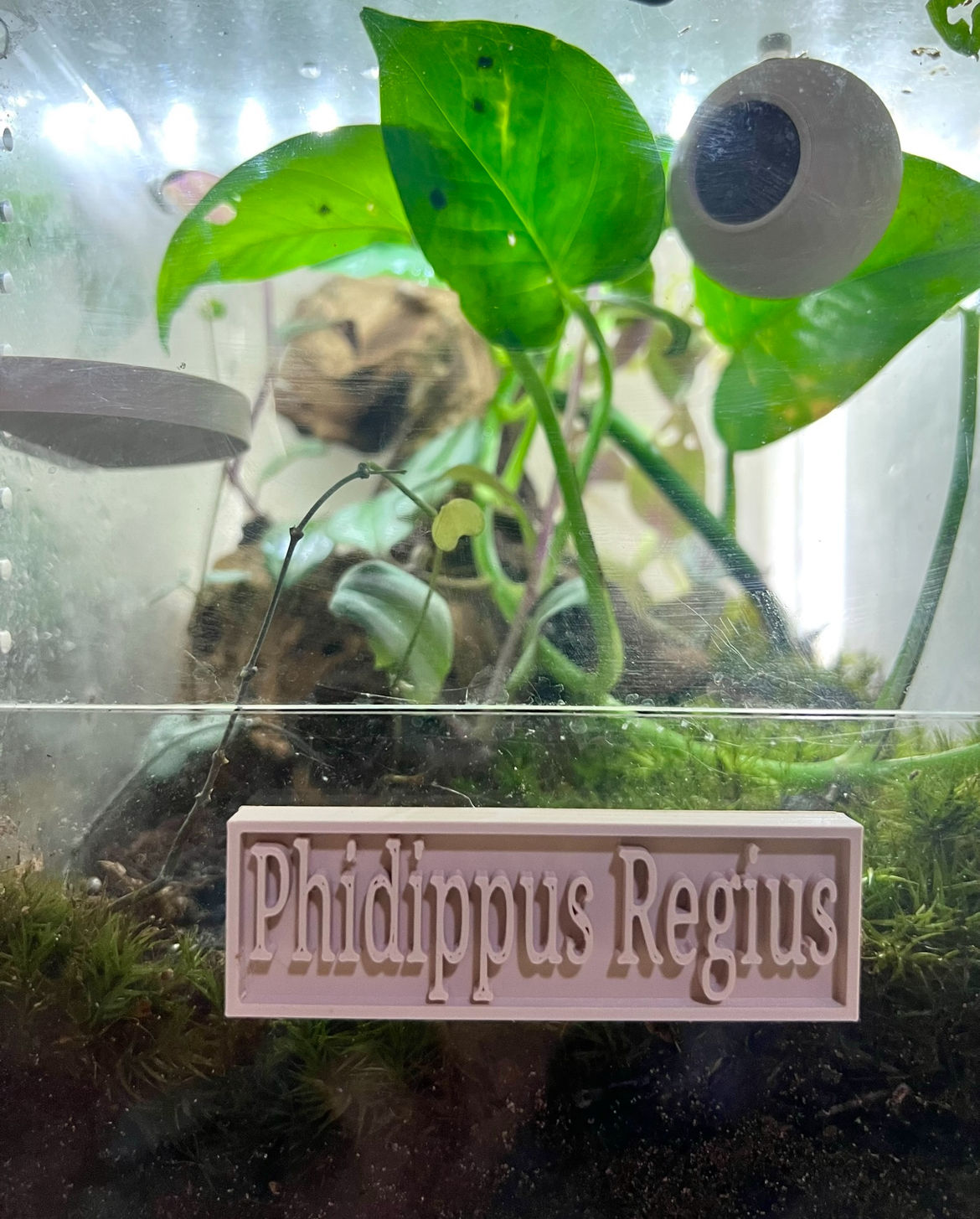 Dual Magnet Custom Pet Nametag