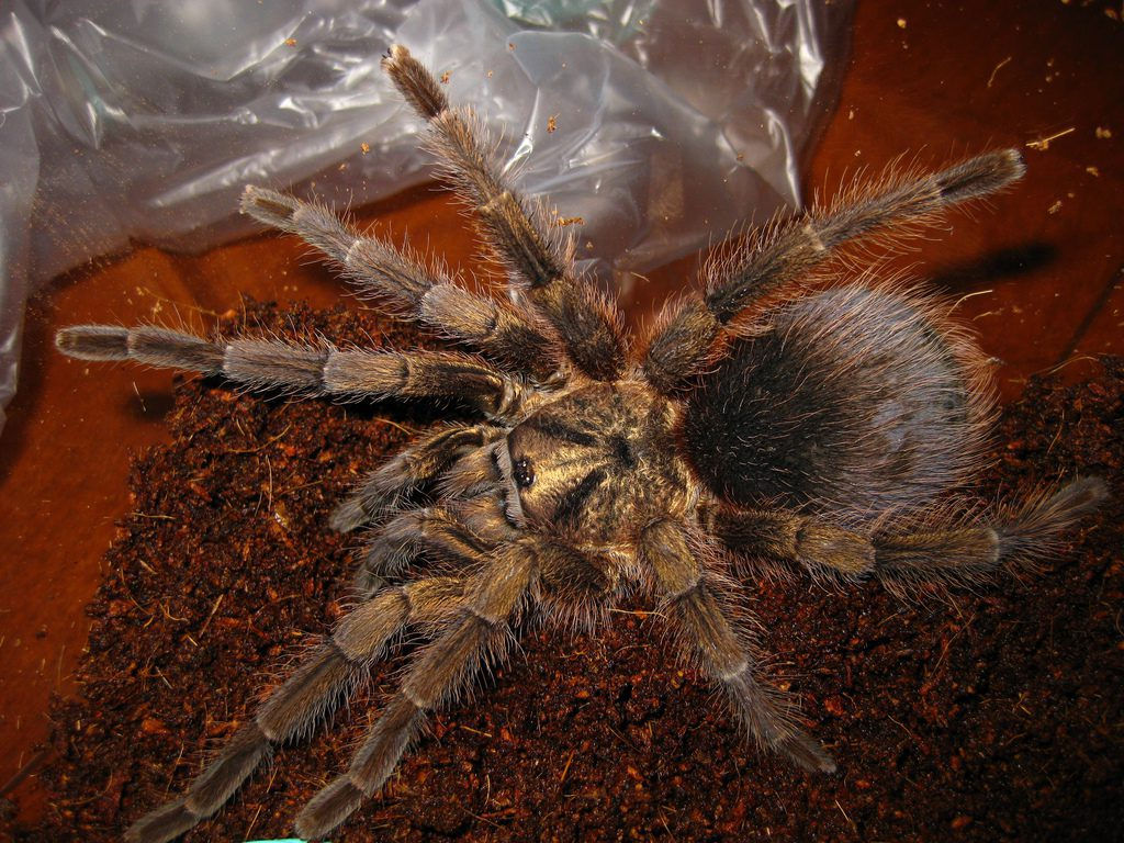 Cuban Bronze Tarantula (Phormictopus auratus)