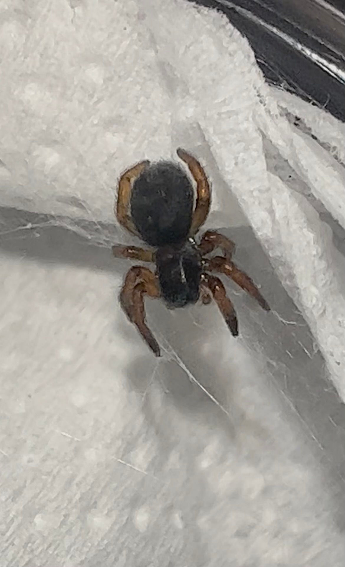 Velvet Spider - Gandanameno Sp. Trio