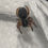 Thumbnail: Velvet Spider - Gandanameno Sp.