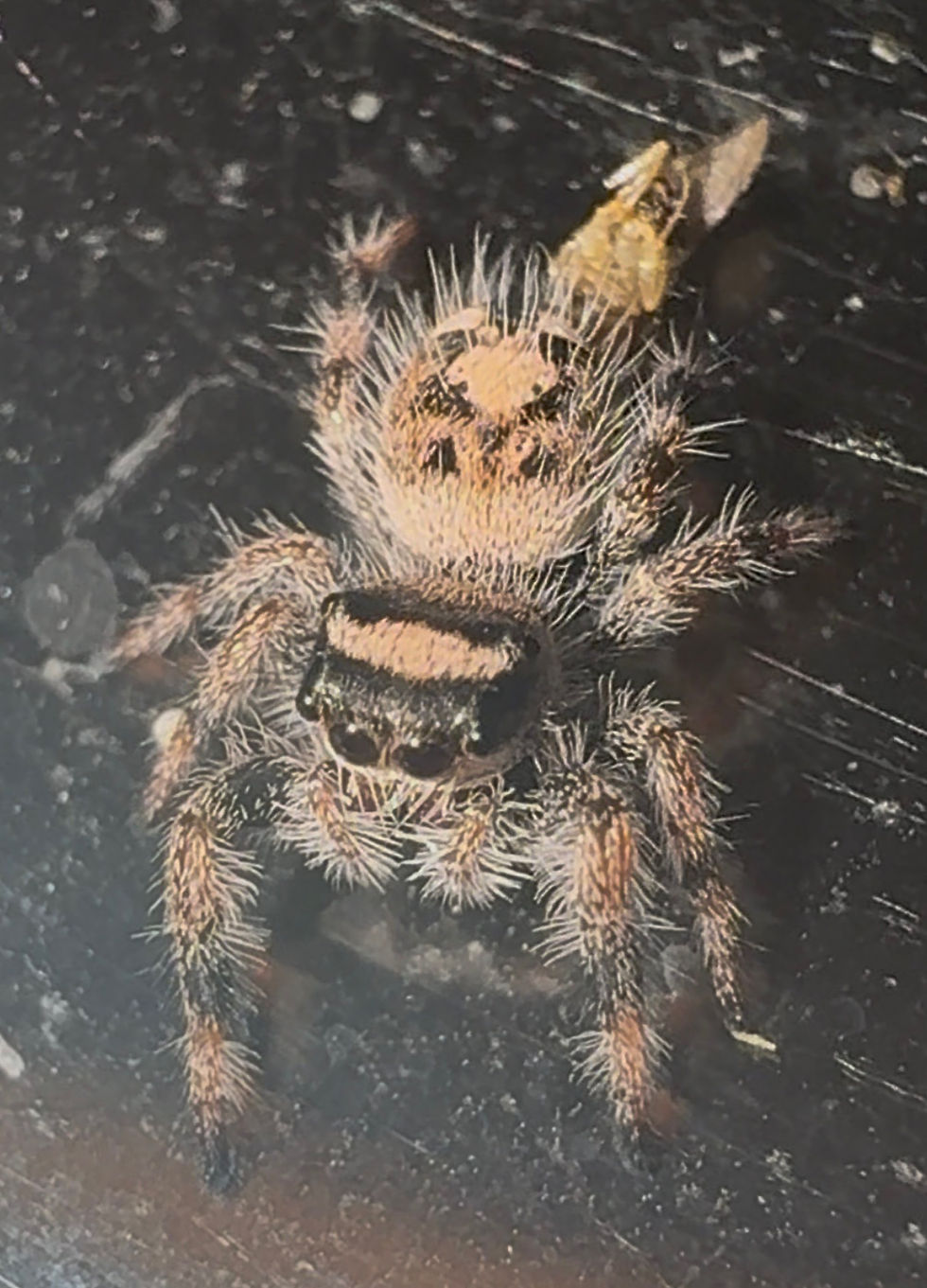Thumbnail: Sexed Female Panda Line Phidippus Regius Bahamas Locale i6