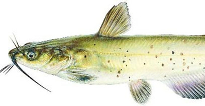 CHANNEL-CATFISH_gallery.jpg