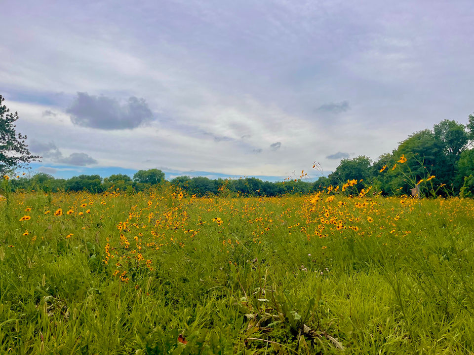 Prairie landscape (2).jpg
