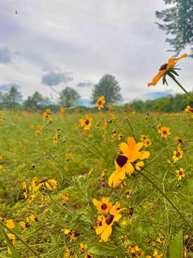Prairie Flowers 2.jpg