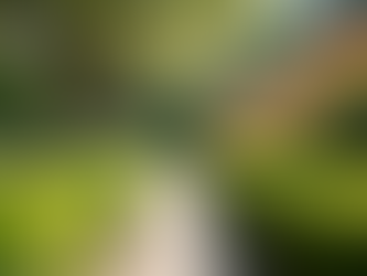 The Importance of Regular Care for Your Outdoor Spaces