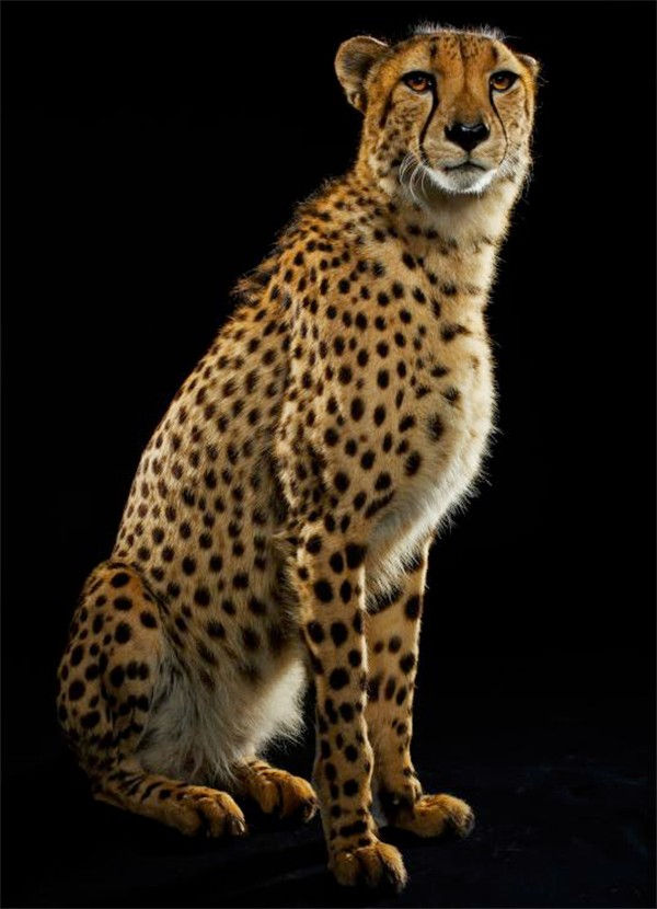 Demonio de la velocidad