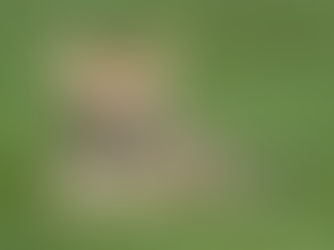 11 razones científicas que demuestran que tener gatos es bueno para la salud