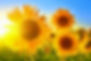 SA_Tournesol_edited_edited.jpg