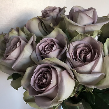 Amnesia Roses