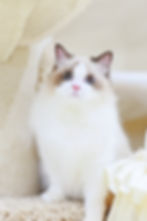 Seal Bicolor.Boy......