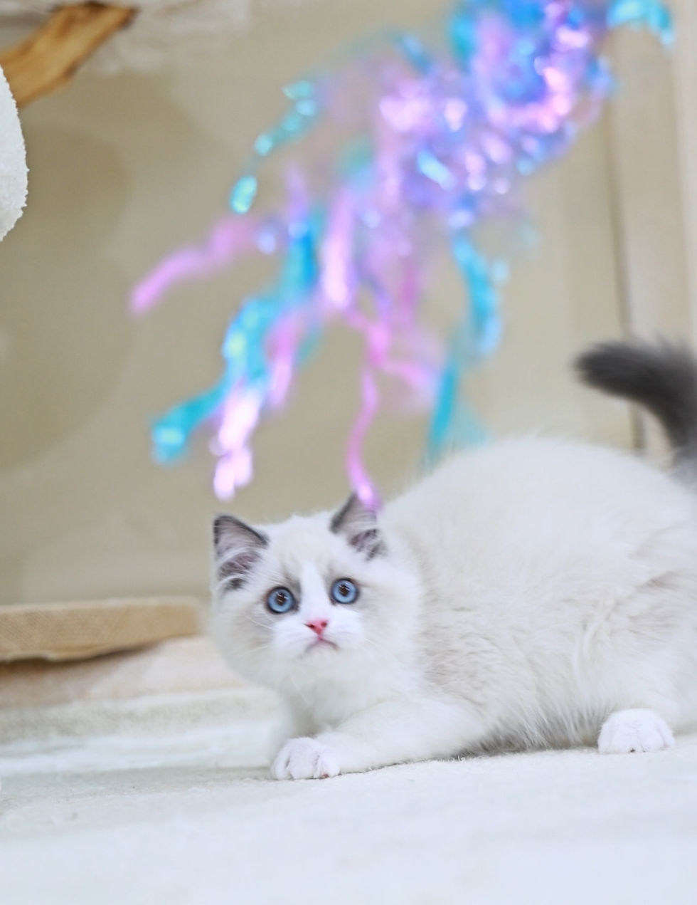 blue bicolor boy.........