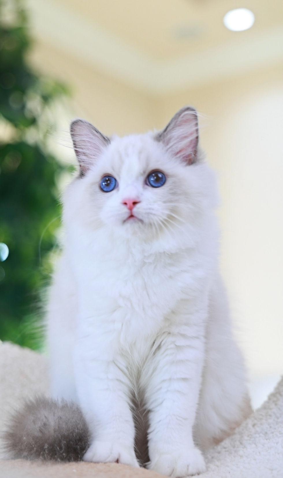 Blue Bicolor .Boy......