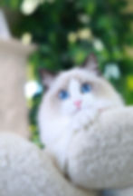 Seal Bicolor.Girl.............