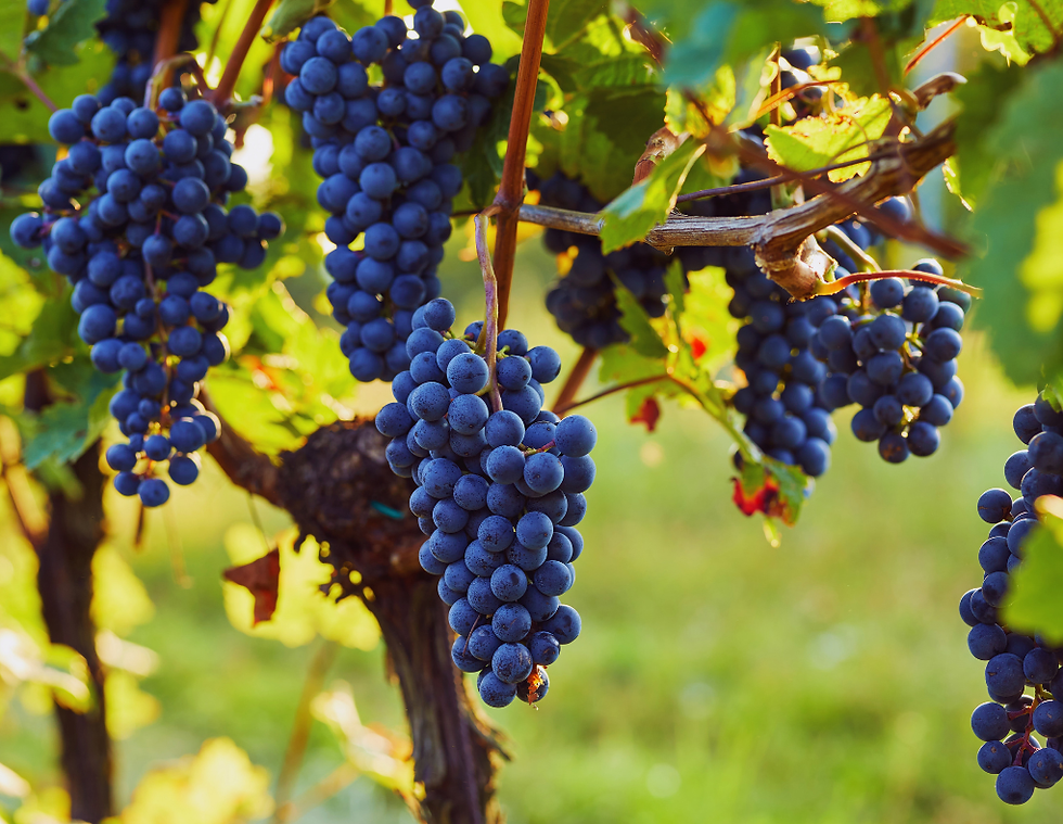 cool-climate vinyard pinot noir vines