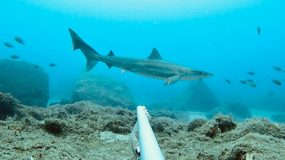 Shark Attack on Catalina Island