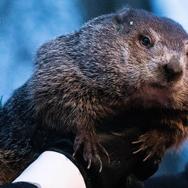 Phil and Chuck the Groundhogs