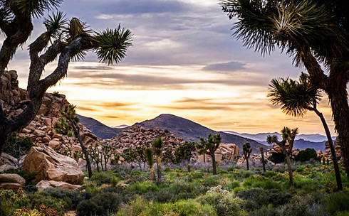 THE MOHAVE LAND RESERVE