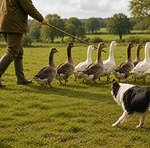 Geese Herding