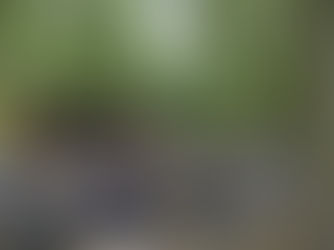 Company wellness session in the woods