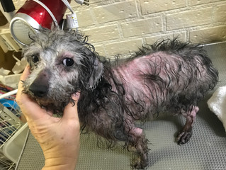 なぜカリフォルニア州は大規模繁殖施設を撲滅したいのか★ペット特集の裏話4