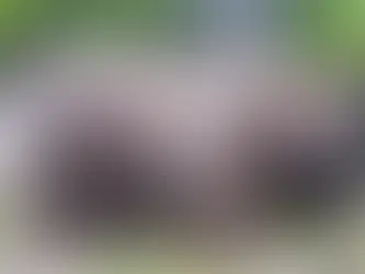 Chunk se corona campeón del Fat Bear Week 2025 tras vencer a Bear 856