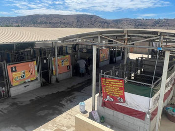 Renace el Centro de Control Animal de Rosarito: voluntarios y autoridades rescatan la perrera del abandono