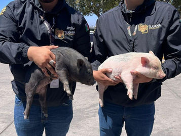 Rescatan a dos cerditos abandonados tras intento de venta ilegal en Tijuana