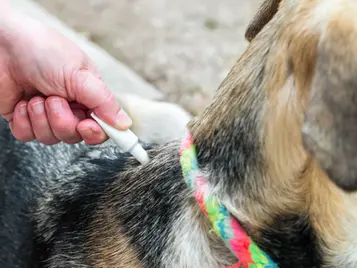 Operativo anti-rickettsia: Tijuana lanza mega jornada gratuita de esterilización y desparasitación de mascotas