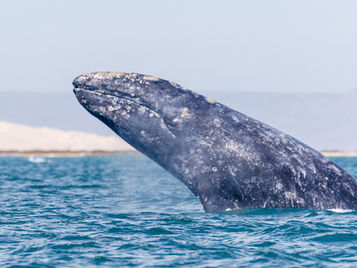 Preocupa aumento de muertes de ballena gris en costas bajacalifornianas
