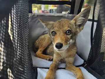 “Coyotín”, el pequeño coyote rescatado en Tijuana, ya fue entregado a una fundación especializada