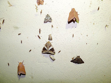 Mothwall.jpg