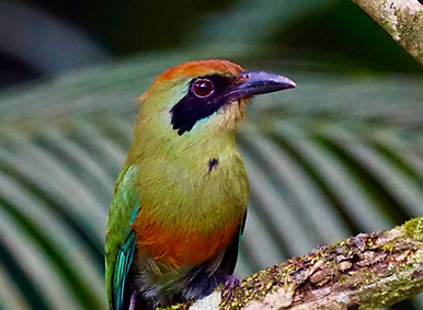 birding(1)_edited.jpg