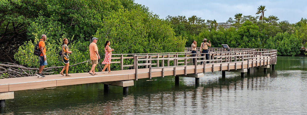Carmabi-Mangrove-Park.jpg
