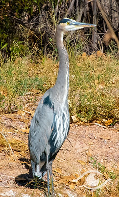 NMexico 2020-0796.jpg