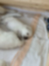 Rechts Anneliese, links Alois.jpeg