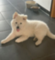 Unser lieber Großspitz Alois .jpeg