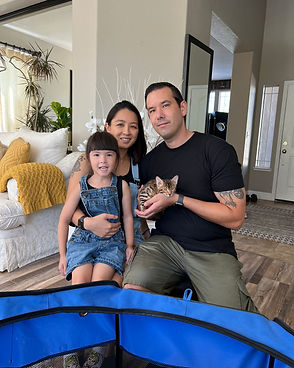 Bengal Cat Kittens for Sale 1