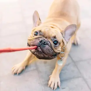 190313-french-bulldog-leash-ac-535p.webp
