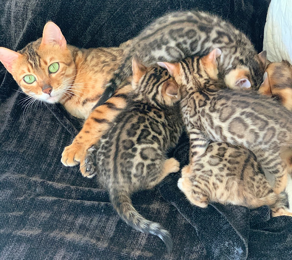 NorCal Bengal Breeding