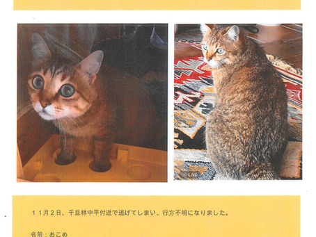 【探しています】迷い猫ちゃん