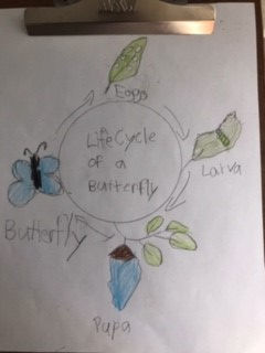 saambhavi butterfly drawing.jpg
