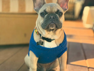 Blue Fawn French Bulldog puppy in a blue sweater