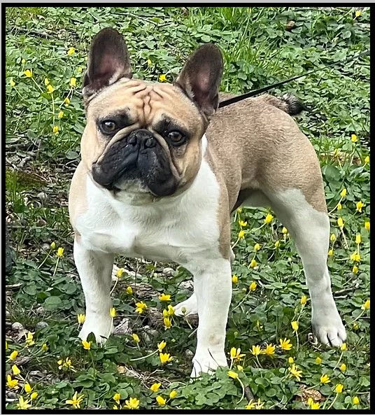 Franceschi Frenchies Jimmy, an N/CDDY French Bulldog produced within the Franceschi Frenchies breeding program