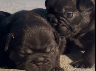 Almost 3 Weeks old - Buffett & Roxy’s French Bulldog Puppies 