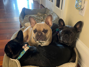 Three French Bulldogs cuddled together in a cozy dog bed inside a home—one blue fawn-colored and one black and one blue Frenchies resting closely.